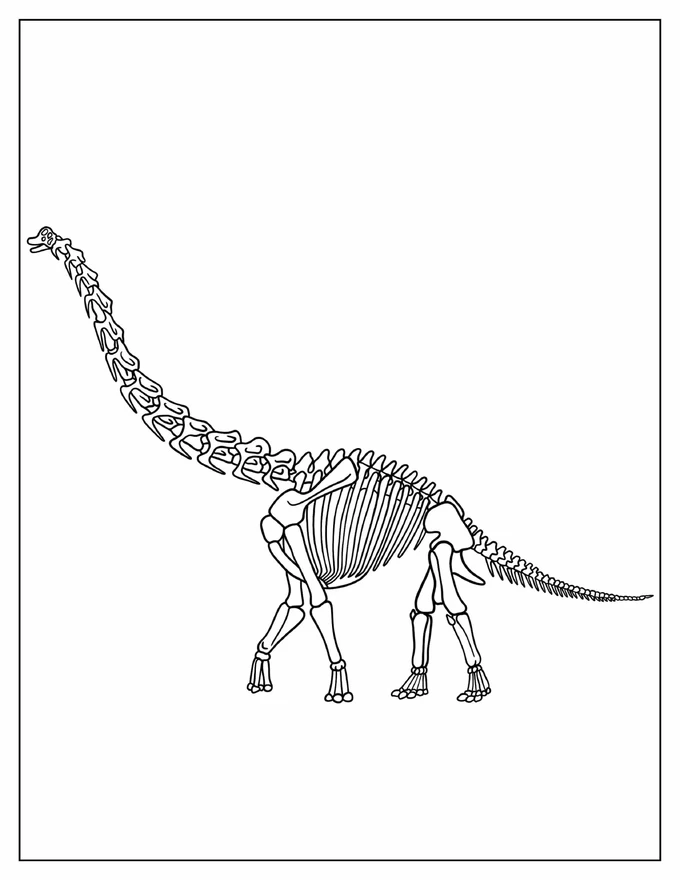 Brachiosaurus Skeleton