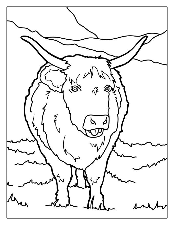 Shaggy Highland Bull Coloring Sheet